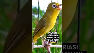Download lagu Kecial Kuning Gacor 😱😱😱#kecialkuning #shorts @pepadukecial mp3 Download lagu Kecial Kuning Gacor 😱😱😱#kecialkuning #shorts @pepadukecial mp3
