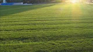 The Yard Went on Forever