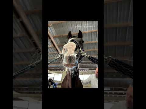 Daisy see me jumping