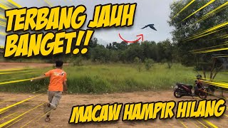 Download lagu GAGAL TAHUN BARUAN ! GARA2 TALI PUTUS ! MALAH NGEJAR MACAW YANG KABUR! mp3