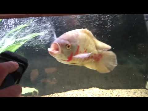 Oscar fish attacking glass cleaner !