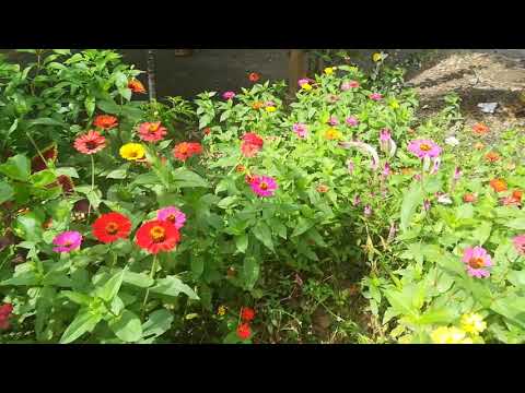 I love this flowers and butterflies