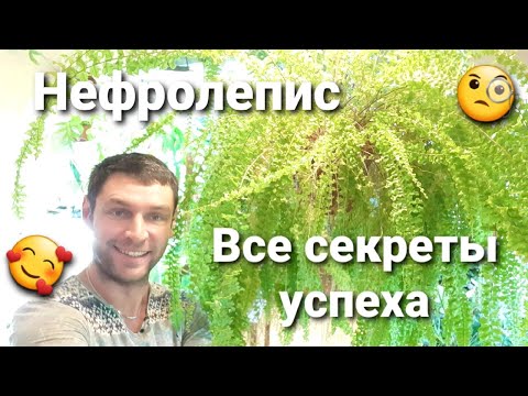 Папоротник Нефролепис/ Размножение/ Уход