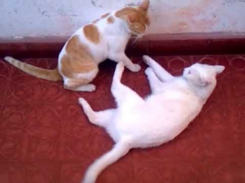 Fight of kittens!!