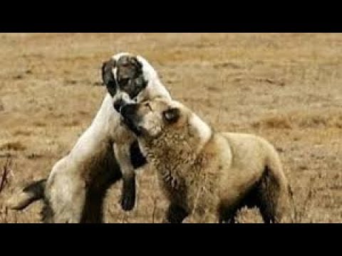 Alabai vs Kangal