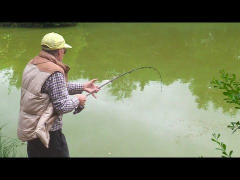 Koi karper på brød