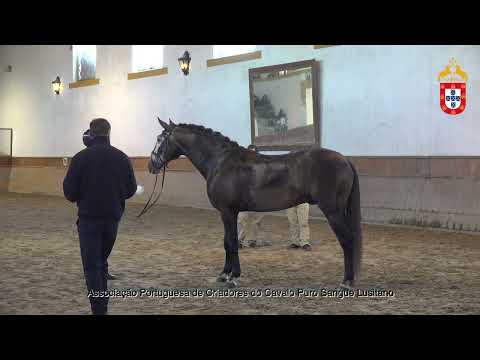 230128 11 Niquel - Aprovação de Garanhões