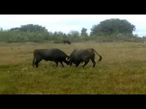 Pelea de Toros