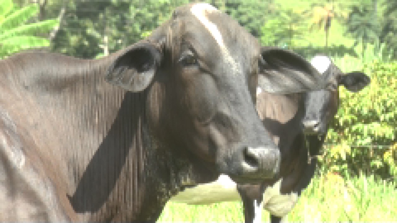AS - Manejo de pastagem para produção de leite  - bloco 01