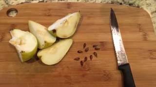 How To Grow Pear Trees From Seed, Days 0-34