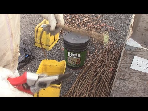 Grafting Season 2018 - day 2 - stored carbohydrates / vascular cells