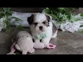 Shih Tzu dogs for sale: Logan - Video 1