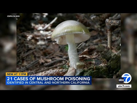 1 killed, more than 20 poisoned by death cap mushrooms in California
