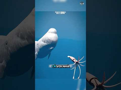 Chất thải của cá voi nhà táng được dùng để làm nước hoa cao cấp ? #kienthuc #giaitri