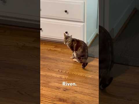 Riven the Bengal meowing to get out.