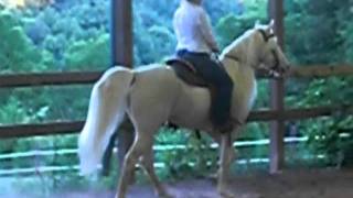 preview picture of video 'SOLD-Cremello Walking Horse Stallion'