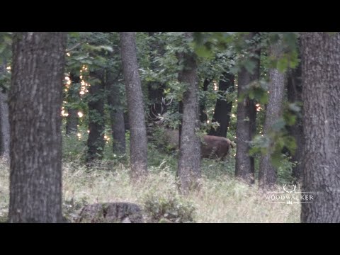 spannendeJagd auf den Brunfthirsch | die besten Jagdfilme | ep#49