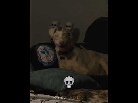 Skinwalker dogs 💀