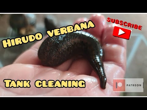 HIRUDO VERBANA TANK CLEANING