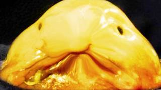 MINA BRÄNDER feat. Anis Don Demina