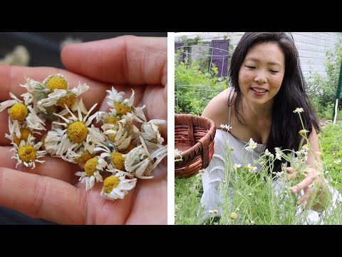 Harvesting Chamomile Flowers | Roman vs German Differences