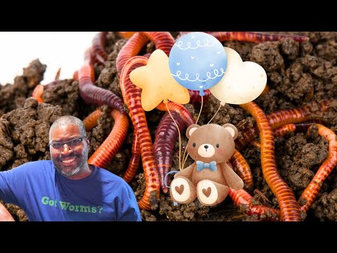 How To Start A COCOON BIN