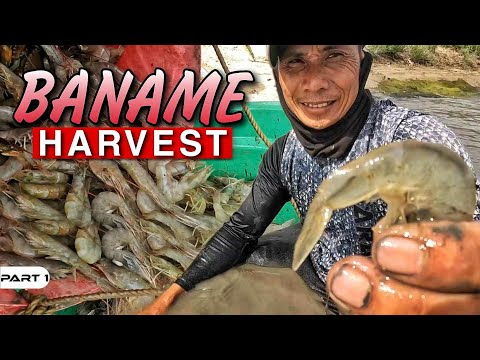 P1-Baname Harvest - EP1069