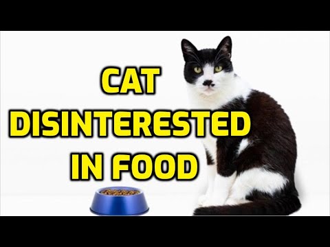 Why Do Cats Suddenly Go Off Their Food?