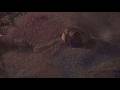 Children Of The Corn III Urban Harvest 1995 Soil Quicksand