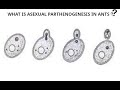 WHAT IS ASEXUAL PARTHENOGENESIS IN ANTS