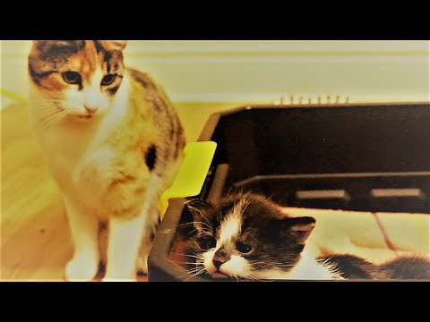 Newborn kittens want to get out of the box l CrazyCatish