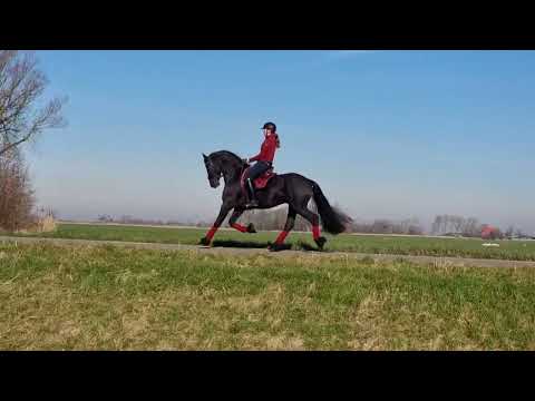 Stal Okkema's Habe - Julius x Mintse - Stallion - 2018 - 1.65m