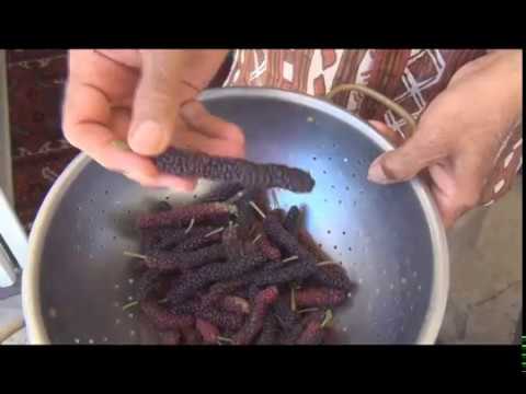 How to make Pakistani mulberry jam