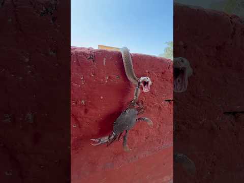 अचानक ऐसा हुआ #youtubeshorts