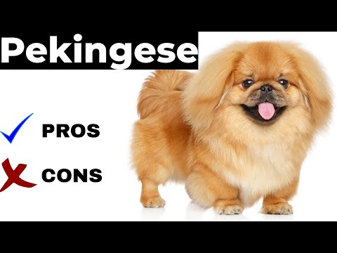 , title : 'Pekingese Pros And Cons | The pekingese'