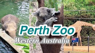 【パース動物園】1300 匹以上の動物| Perth Zoo Walking Tour 2025!