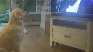 Dog Singing along to Pavarotti - BestDogsLifeUK - Nessun Dorma - Funny Dog Pet Video - Opera Dog