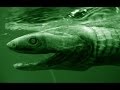 Frilled Shark Deepsea Oddities