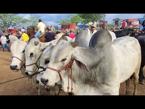 Feira de gado em cachoeirinha Pe 02-05-2024 gado barato de luxo