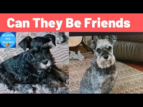 Older Dog Afraid Of New Puppy, How They Became Friends