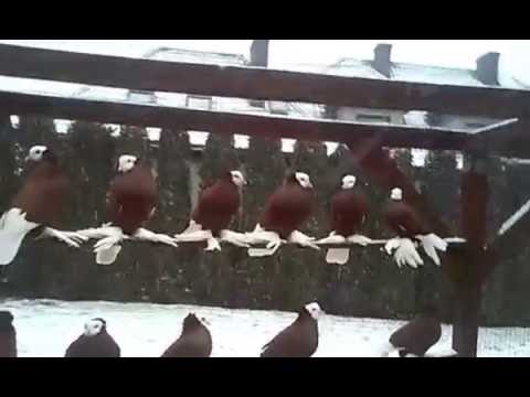 Mnichy Południowoniemieckie Łapciate  NA SPRZEDAŻ cała hodowla tel. 511 675 720 ZIMA 2015