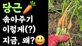 당근???? 솎아주기 이렇게(?) 지금???? 왜?