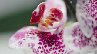 Download lagu The Orchid Show: Mr. Flower Fantastic's Concrete Jungle mp3