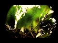 Bambi Lee Savage - Darlin'