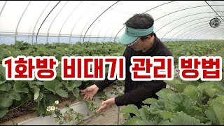 1화방 비대 관리 방법은? 자연이팜!! 1화방에 5천만원 이상 수익 예상!!