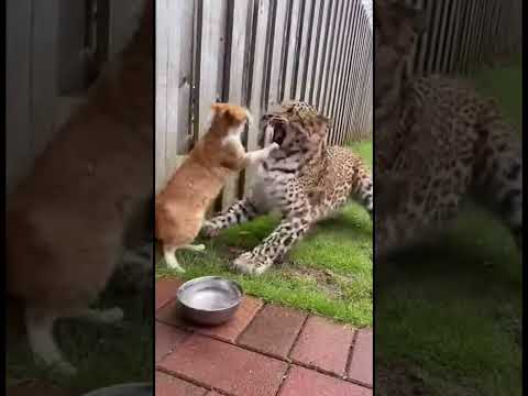 표범이 새끼 고양이를 덮쳤다… 어미 고양이의 필사적인 저항