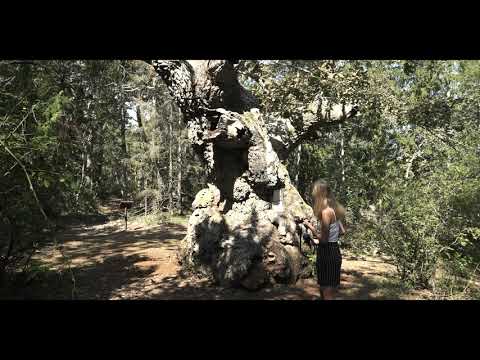 Schweden Öland Trollskogen Naturschutzgebiet