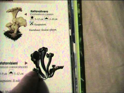 Maanantain illan viettoa