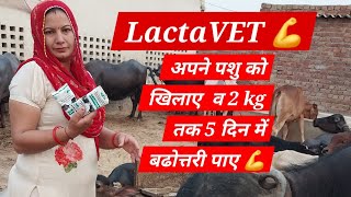 LACTAVET पशु को खिलाए  2kg तक 5 दिन में बढोत्तरी पाए 💪 😍!!¡ बेहतरीन संभाल by Mor पशुधन पशुपालक 🥰