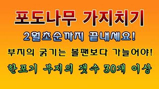 [텃밭농부 1,772]  포도나무 가지치기. 캠벨얼리, 샤인머스켓, 거봉포도